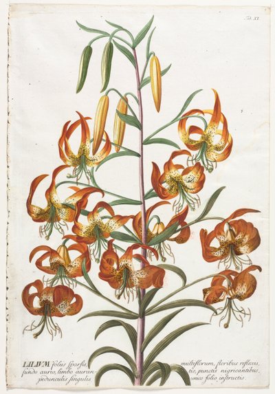 Vybrané rostliny 11 - Lily. od Georg Dionysius Ehret