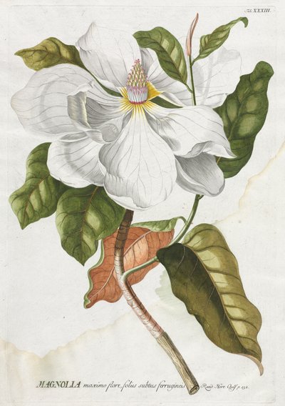 Vybrané rostliny 33 - Magnolie. od Georg Dionysius Ehret