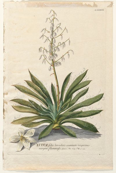 Vybrané rostliny 37 - Yucca. od Georg Dionysius Ehret