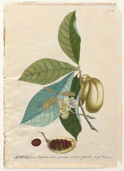 Plantae Selectae: č. 5 - Anona. od Georg Dionysius Ehret