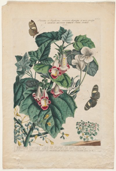 Plantae et Papiliones rariores: Martynia, 1748. od Georg Dionysius Ehret