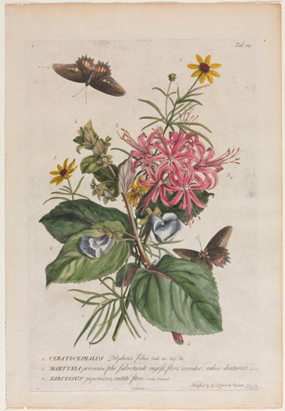 Plantae et papiliones rariores: č. 9, 1749. od Georg Dionysius Ehret