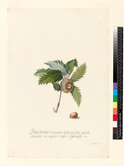 Quercus Orientalis, 1742 (wc a tělová barva na pergamenu) od Georg Dionysius Ehret