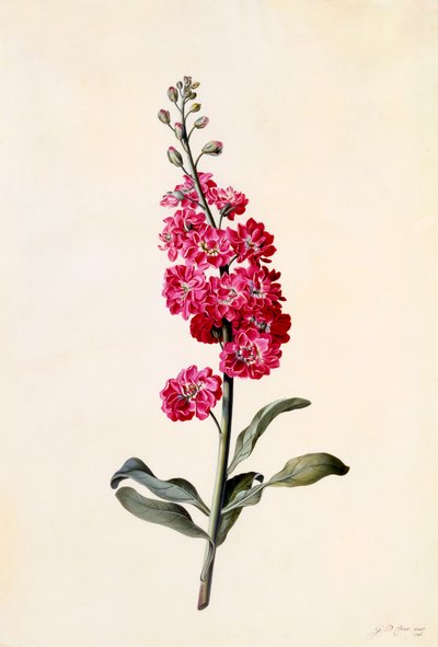 Sklad Matthiola Incana, c. 1746 ručně kolorovaná rytina. od "Georg Dionysius Ehret