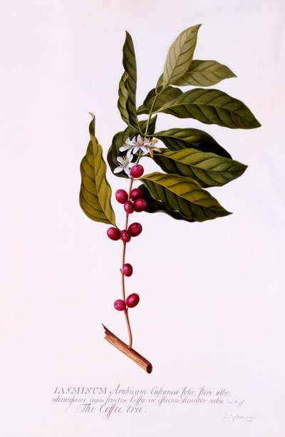 Kávovník, c. 1743 ručně kolorovaná rytina. od "Georg Dionysius Ehret