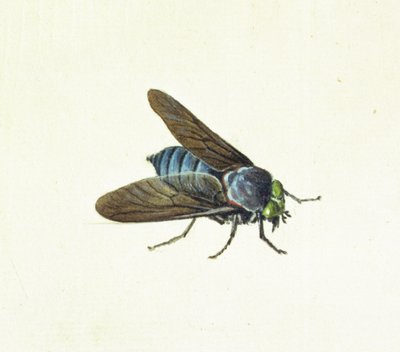 Horsefly, 18. století od Georg Dionysius Ehret