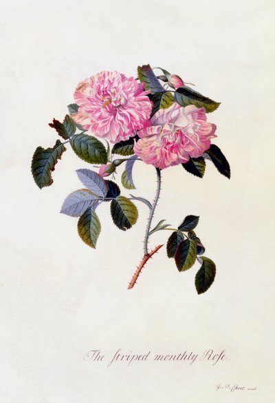 Pruhovaná měsíční růže, c. 1745 ručně kolorovaná rytina. od "Georg Dionysius Ehret