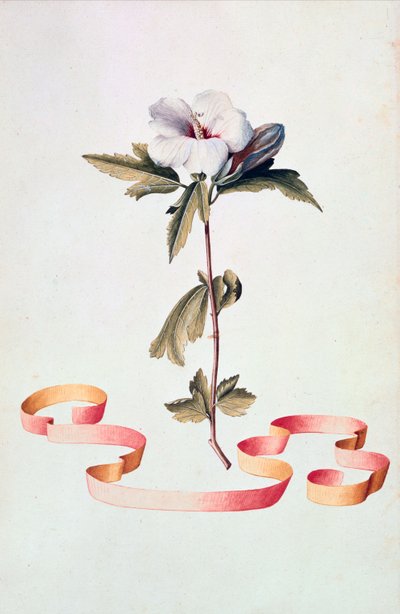 Bílý ibišek od Georg Dionysius Ehret