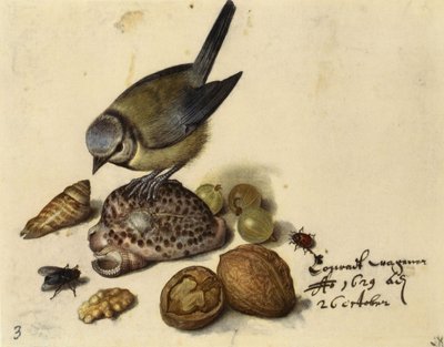 Zátiší s modřinou, mušlemi, ovocem a hmyzem, 1629. od Georg Flegel