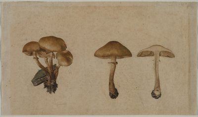 Houby od Georg Wilhelm Baurenfeind