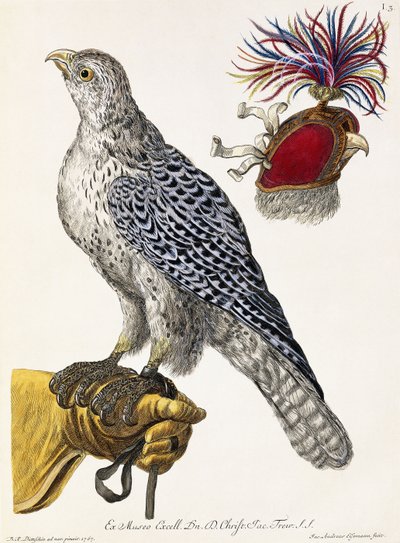 Falconry, deska 3, z "Delights of Nature Selected", 1771 od Georg Wolfgang Knorr
