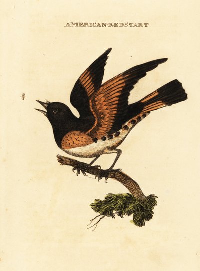Rehek americký, Setophaga ruticilla od George (after) Edwards