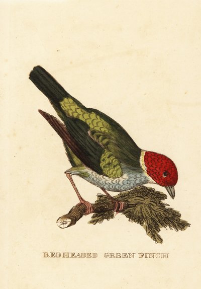 Bay-nespecifikováno Tanager, Tangara Jiroo od George (after) Edwards