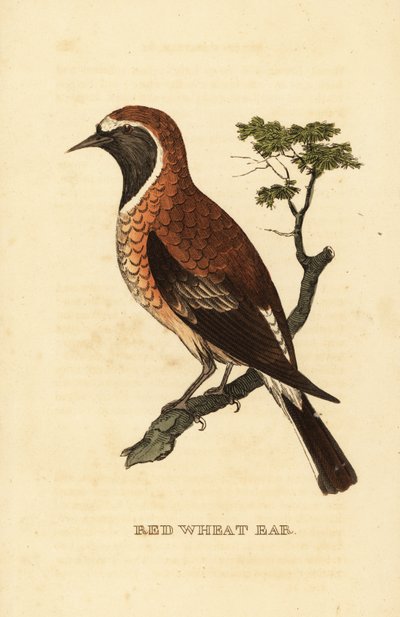 Černoušatá pšeničná morfa, Oenanthe hispanica stapazina od George (after) Edwards