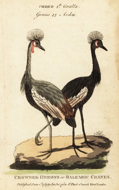 Černý korunovaný jeřáb, Balearica pavonina od George (after) Edwards