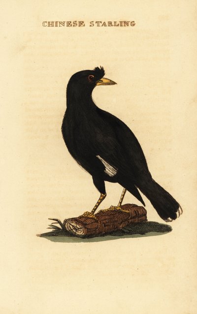Myna chocholatá, Acridotheres cristatellus od George (after) Edwards
