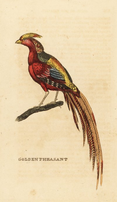 Zlatý bažant, Chrysolophus pictus od George (after) Edwards