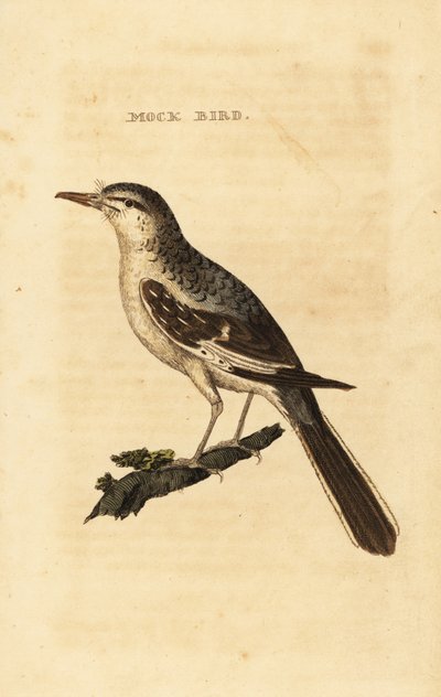 Pták severní, Mimus polyglottos od George (after) Edwards