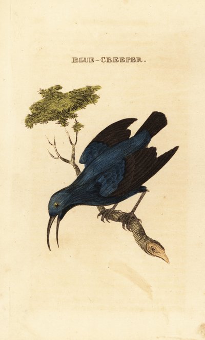 Pýr fialový, Cyanerpes caeruleus od George (after) Edwards