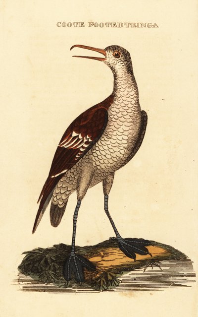 Falarop rudokrký, Phalaropus lobatus od George (after) Edwards