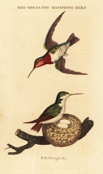 Kolibřík rubínový, Archilochus colubris od George (after) Edwards