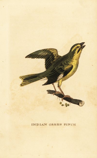 Zelín žlutoprsý, Chloris spinoides od George (after) Edwards