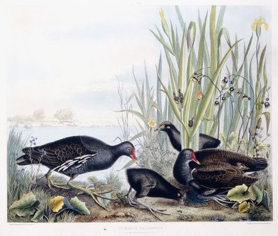 Gallinule obecná (samec, samice a mláďata), kolem 1841 (ručně kolorovaná rytina) od George (after) Shield