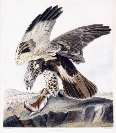 Káně drsnonohé (samice), kolem 1841 (ručně kolorovaná rytina) od George (after) Shield