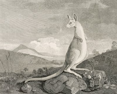 Zvíře nalezené na pobřeží Nového Holandska, zvané Kanguroo", asi 1773 (rytina, lept) od George (after) Stubbs