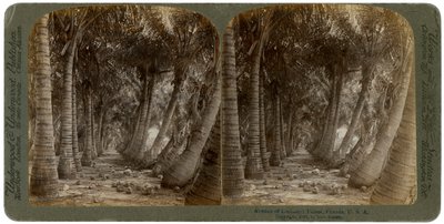 Avenue of kokosových palem, Florida, USA, 1891. od George Barker