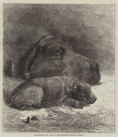 Hroch a mláďata v zahradách Zoologické společnosti od George Bouverie Goddard
