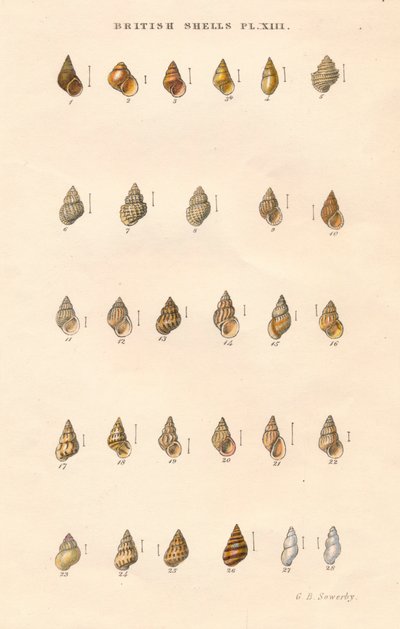 British Shells, c1859. od George Brettingham Sowerby