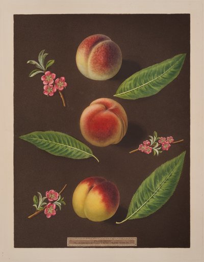 Kancléř, Catherine a broskve Old Newington (barva lito) od George Brookshaw