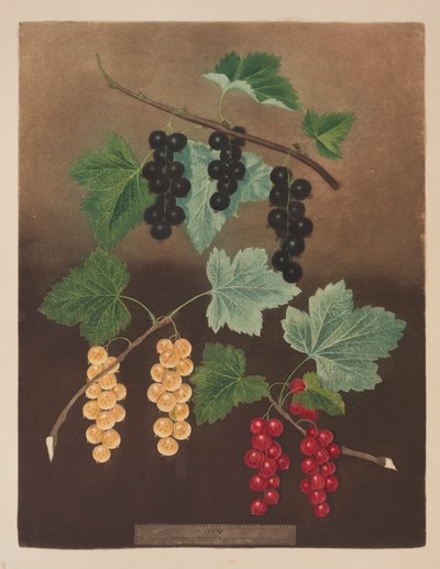 Rybíz: Černý rybíz a velký holandský červený a bílý rybíz (pl.5) z 