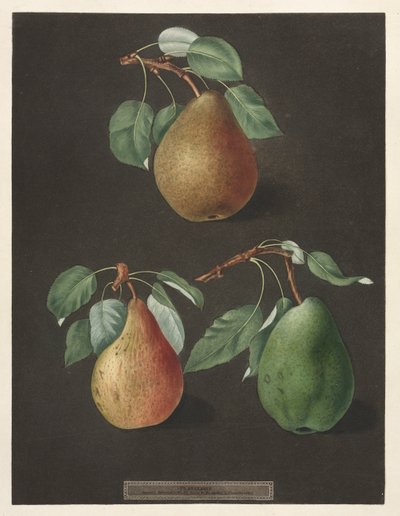 Pomona Britannica: č. 82 - Hrušky, 1807. od George Brookshaw