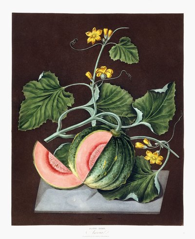 Dýně, 1812 od George Brookshaw