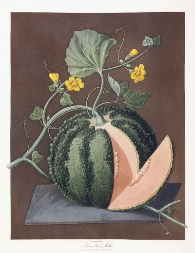 Stříbrný rockový meloun, 1812 od George Brookshaw