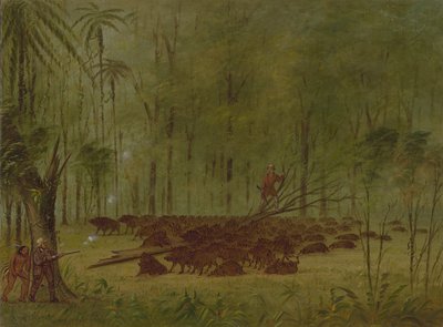 A Fight with Peccaries - Caribbe, 18541869. od George Catlin