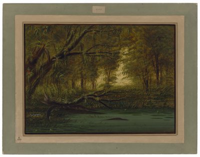 Aligátoří hnízdo od George Catlin