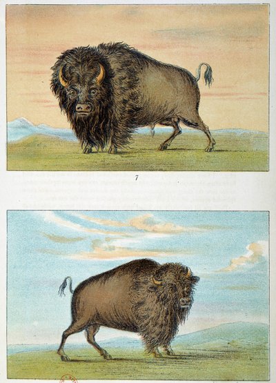 Bison, muž a žena, Spojené státy americké. Ilustrace George Catlin (1794-1872) od George Catlin