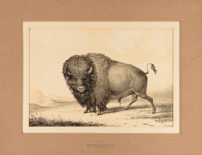 Buffalo Bull - č. 2 od George Catlin
