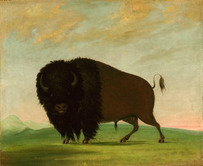 Buffalo Bull, pasoucí se na prérii, 1832-1833. od George Catlin