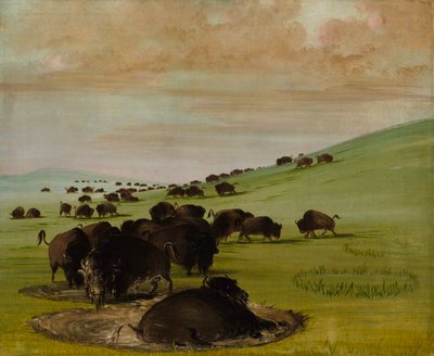 Buffalo Bulls in a Wallow, 1837-1839. od George Catlin