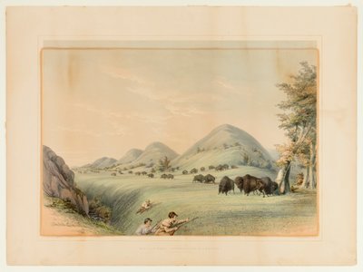 Lov na bizona; Přibližování v rokli - č. 11 od George Catlin