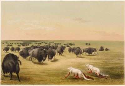 Lov bizonů pod kůží bílého vlka od George Catlin