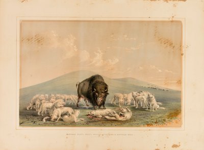 Lov bizonů, bílí vlci útočí na bizoního býka - č. 10 od George Catlin