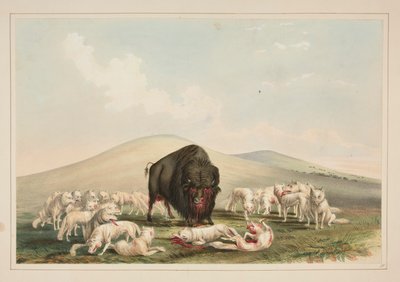 Buffalo Hunt, White Wolves Attacking a Buffalo Bull, pl. 10 z portfolia severoamerických indiánů od George Catlin