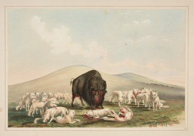 Lov bizonů, bílí vlci útočí na bizoního býka, tabule 10 z portfolia severoamerických indiánů od George Catlin