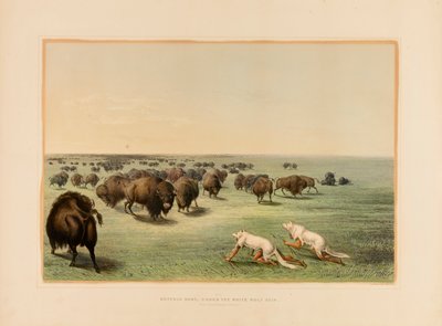 Lov na bizona pod bílou vlčí kůží - č. 13 od George Catlin