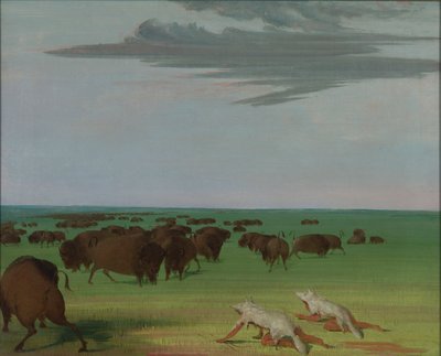 Lov bizonů pod maskou z vlčí kůže od George Catlin
